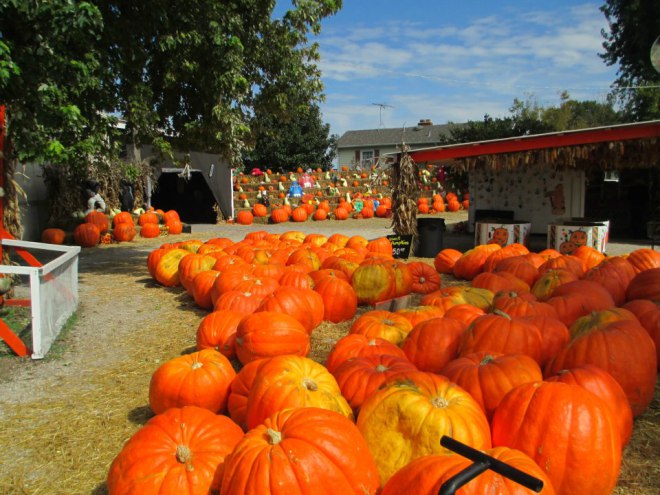 Don’t Let Pumpkin Carvings Spook Your Plumbing!