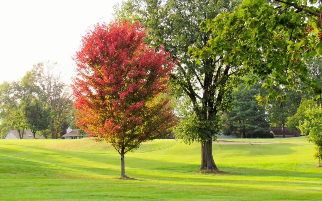 Trees That Cause Plumbing Issues to Your Home